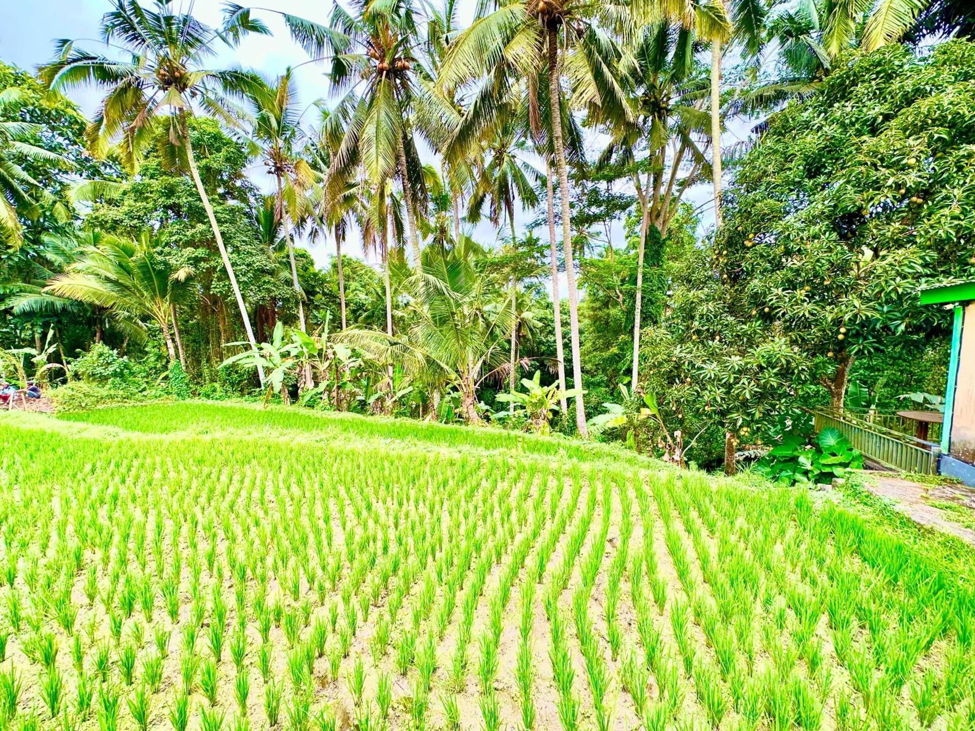 Dupa Ubud Villa Exterior foto